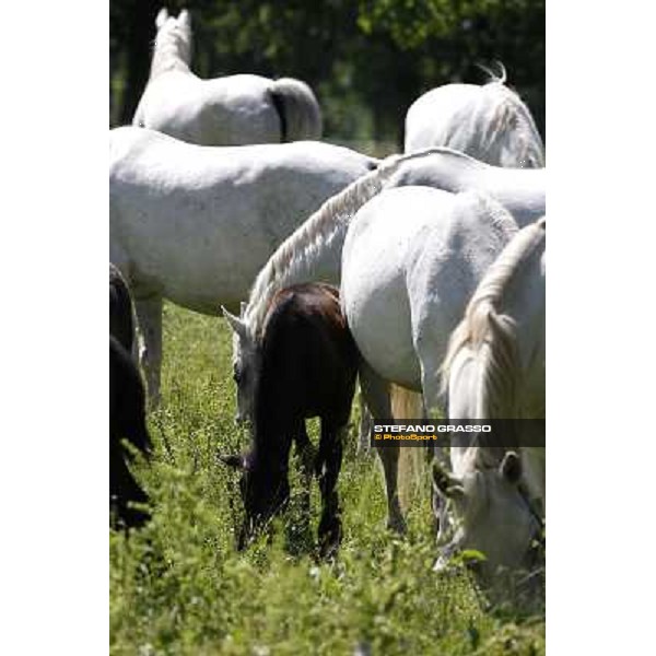 Foals and mares in the paddock at Lipica Lipica (SLO), 1st june 2010 ph.Stefano Grasso