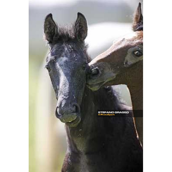 Foals and mares in the paddock at Lipica Lipica (SLO), 1st june 2010 ph.Stefano Grasso