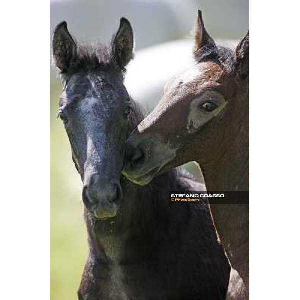Foals and mares in the paddock at Lipica Lipica (SLO), 1st june 2010 ph.Stefano Grasso