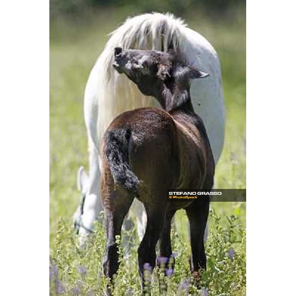 Foals and mares in the paddock at Lipica Lipica (SLO), 1st june 2010 ph.Stefano Grasso