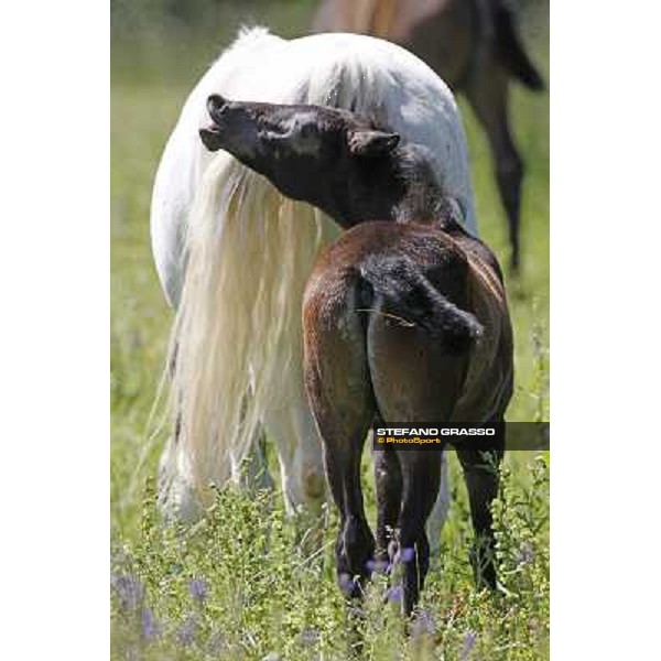 Foals and mares in the paddock at Lipica Lipica (SLO), 1st june 2010 ph.Stefano Grasso