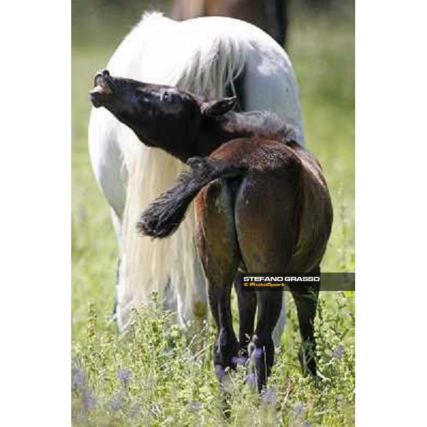 Foals and mares in the paddock at Lipica Lipica (SLO), 1st june 2010 ph.Stefano Grasso