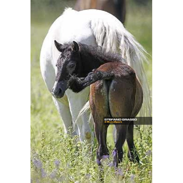 Foals and mares in the paddock at Lipica Lipica (SLO), 1st june 2010 ph.Stefano Grasso