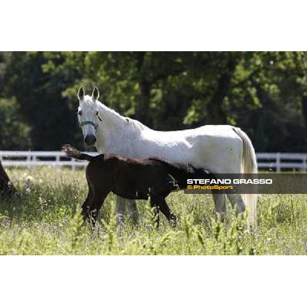 Foals and mares in the paddock at Lipica Lipica (SLO), 1st june 2010 ph.Stefano Grasso
