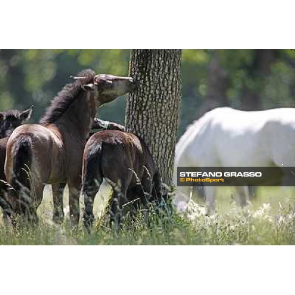 Foals and mares in the paddock at Lipica Lipica (SLO), 1st june 2010 ph.Stefano Grasso