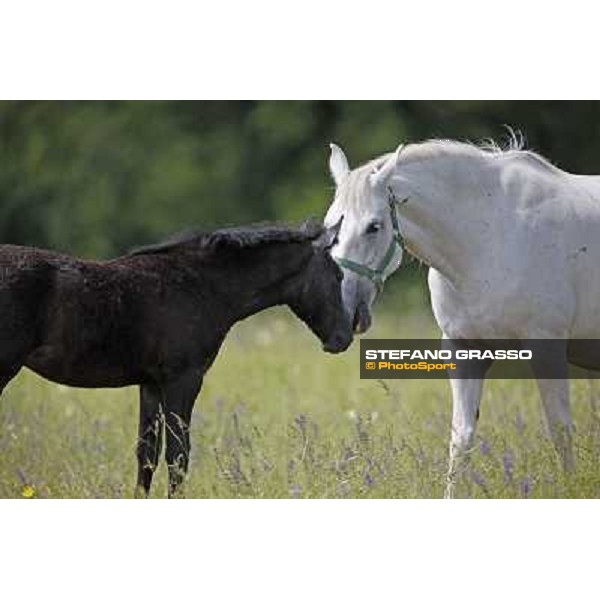 Foals and mares in the paddock at Lipica Lipica (SLO), 1st june 2010 ph.Stefano Grasso