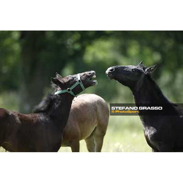 Foals and mares in the paddock at Lipica Lipica (SLO), 1st june 2010 ph.Stefano Grasso
