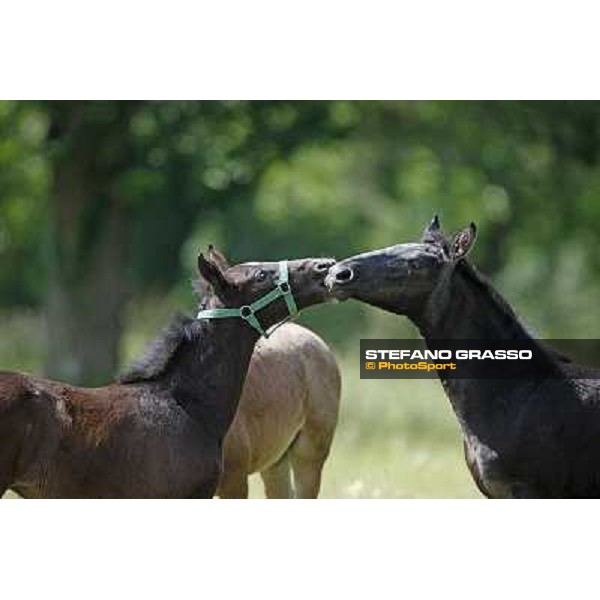 Foals and mares in the paddock at Lipica Lipica (SLO), 1st june 2010 ph.Stefano Grasso