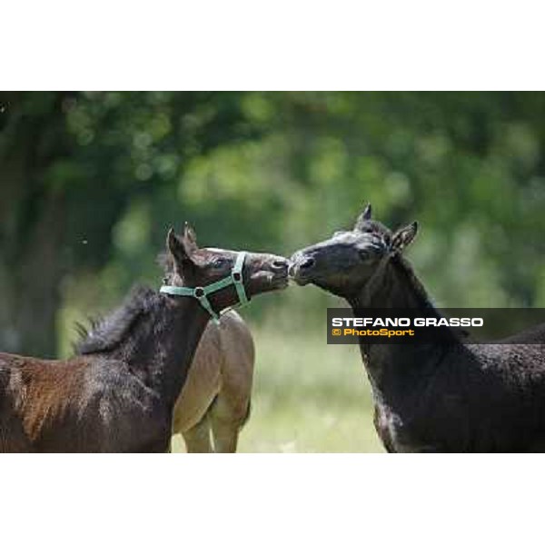 Foals and mares in the paddock at Lipica Lipica (SLO), 1st june 2010 ph.Stefano Grasso