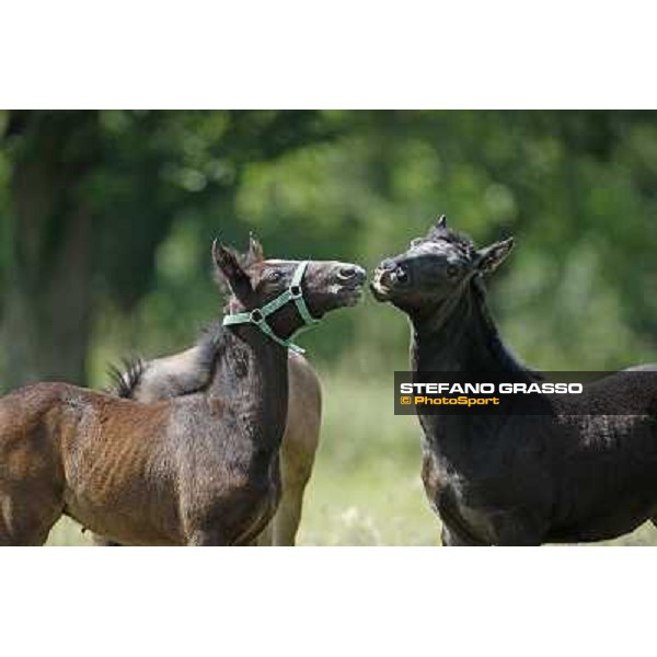 Foals and mares in the paddock at Lipica Lipica (SLO), 1st june 2010 ph.Stefano Grasso