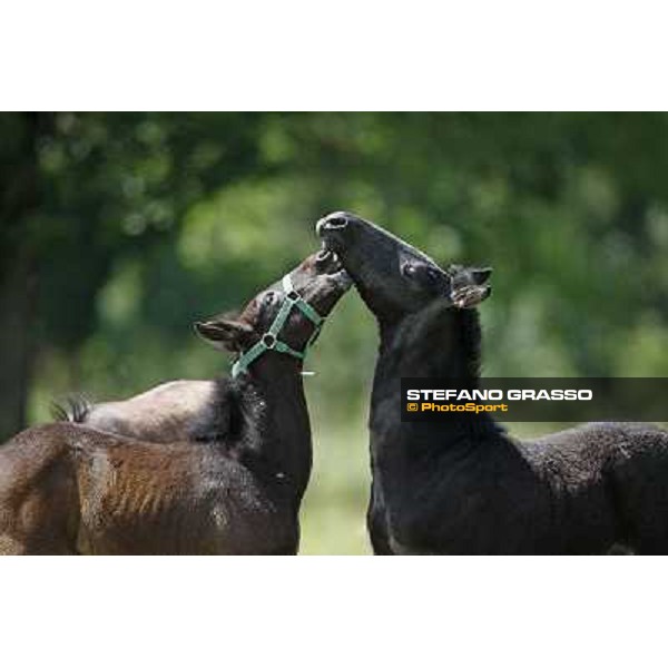 Foals and mares in the paddock at Lipica Lipica (SLO), 1st june 2010 ph.Stefano Grasso