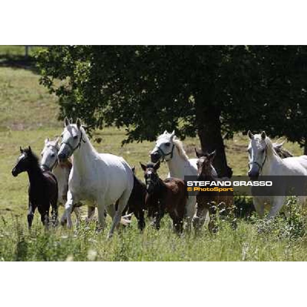Foals and mares in the paddock at Lipica Lipica (SLO), 1st june 2010 ph.Stefano Grasso