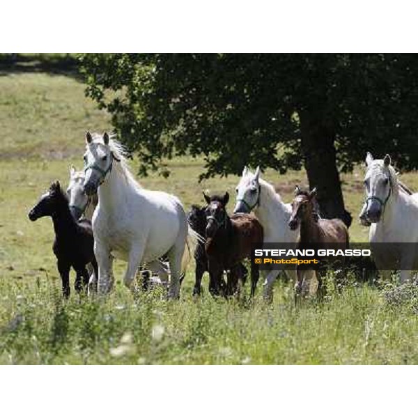 Foals and mares in the paddock at Lipica Lipica (SLO), 1st june 2010 ph.Stefano Grasso