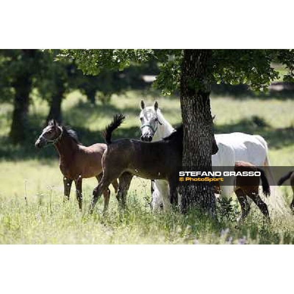 Foals and mares in the paddock at Lipica Lipica (SLO), 1st june 2010 ph.Stefano Grasso