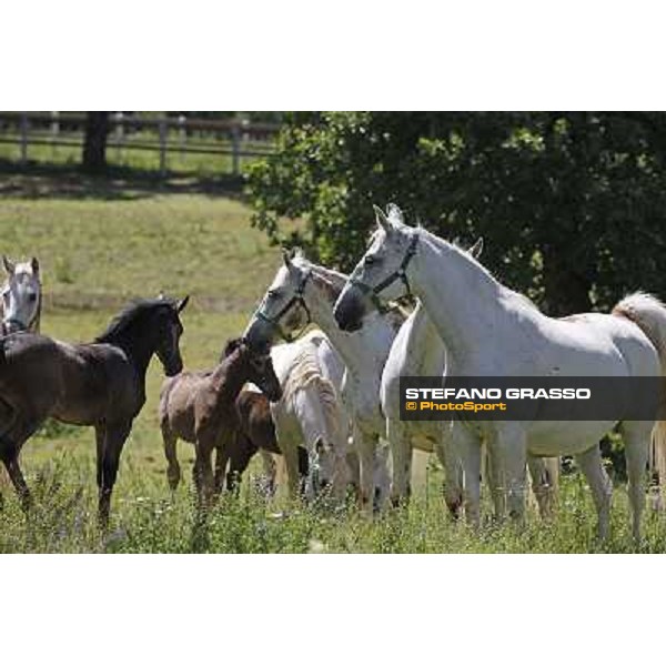Foals and mares in the paddock at Lipica Lipica (SLO), 1st june 2010 ph.Stefano Grasso