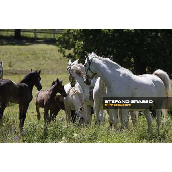 Foals and mares in the paddock at Lipica Lipica (SLO), 1st june 2010 ph.Stefano Grasso