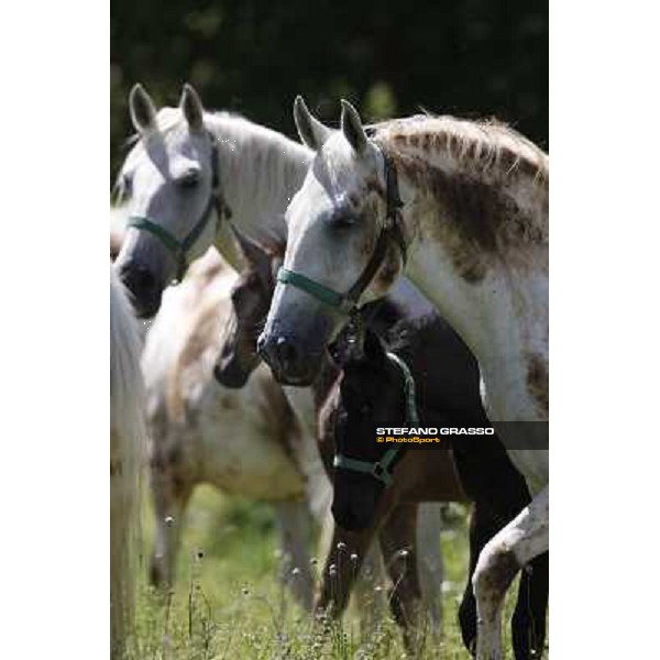 Foals and mares in the paddock at Lipica Lipica (SLO), 1st june 2010 ph.Stefano Grasso