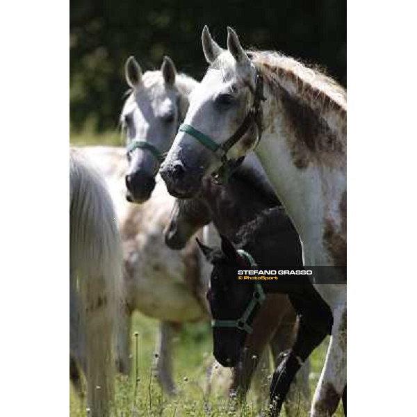 Foals and mares in the paddock at Lipica Lipica (SLO), 1st june 2010 ph.Stefano Grasso