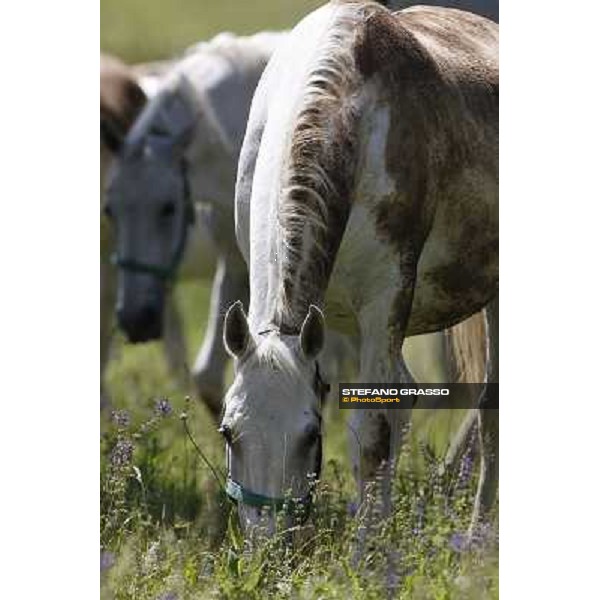 Foals and mares in the paddock at Lipica Lipica (SLO), 1st june 2010 ph.Stefano Grasso