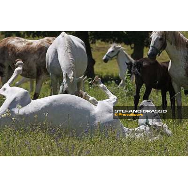 Foals and mares in the paddock at Lipica Lipica (SLO), 1st june 2010 ph.Stefano Grasso