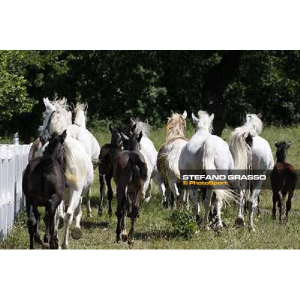 Foals and mares in the paddock at Lipica Lipica (SLO), 1st june 2010 ph.Stefano Grasso