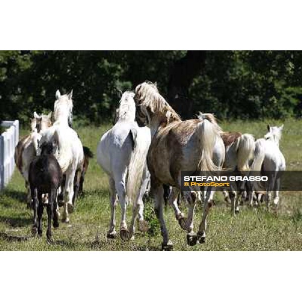 Foals and mares in the paddock at Lipica Lipica (SLO), 1st june 2010 ph.Stefano Grasso