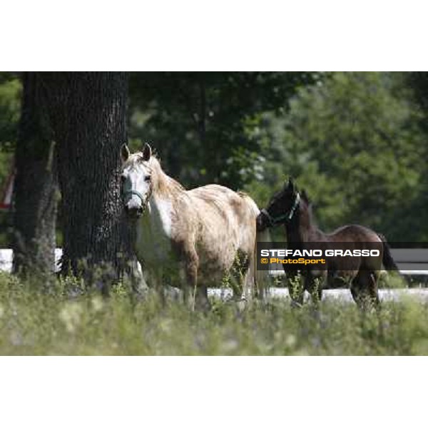 Foals and mares in the paddock at Lipica Lipica (SLO), 1st june 2010 ph.Stefano Grasso