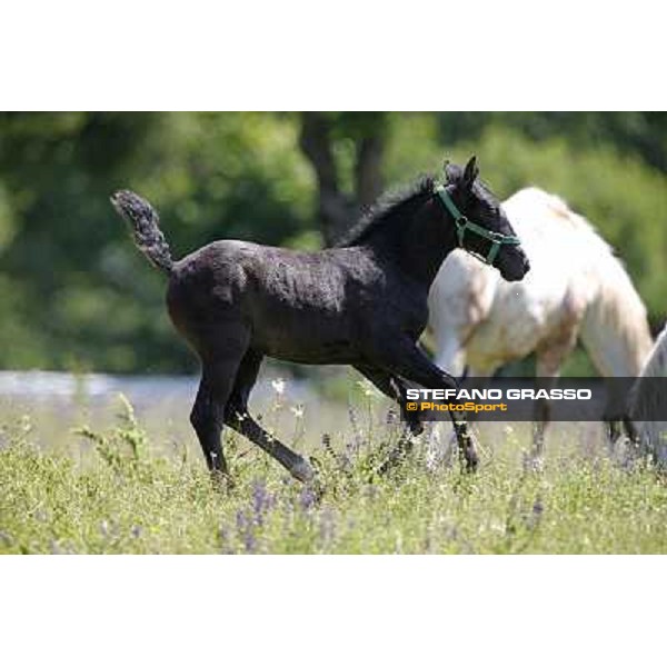 Foals and mares in the paddock at Lipica Lipica (SLO), 1st june 2010 ph.Stefano Grasso