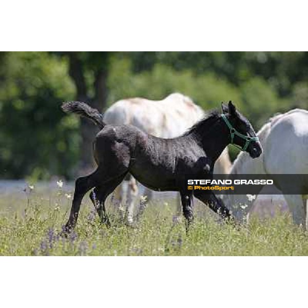 Foals and mares in the paddock at Lipica Lipica (SLO), 1st june 2010 ph.Stefano Grasso