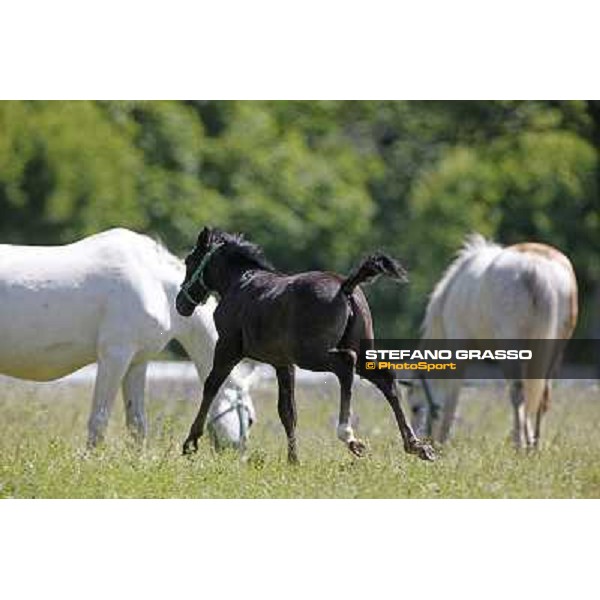 Foals and mares in the paddock at Lipica Lipica (SLO), 1st june 2010 ph.Stefano Grasso