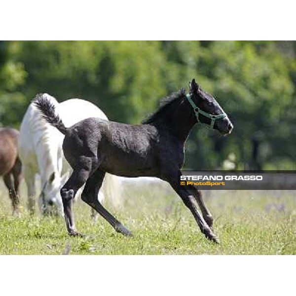 Foals and mares in the paddock at Lipica Lipica (SLO), 1st june 2010 ph.Stefano Grasso