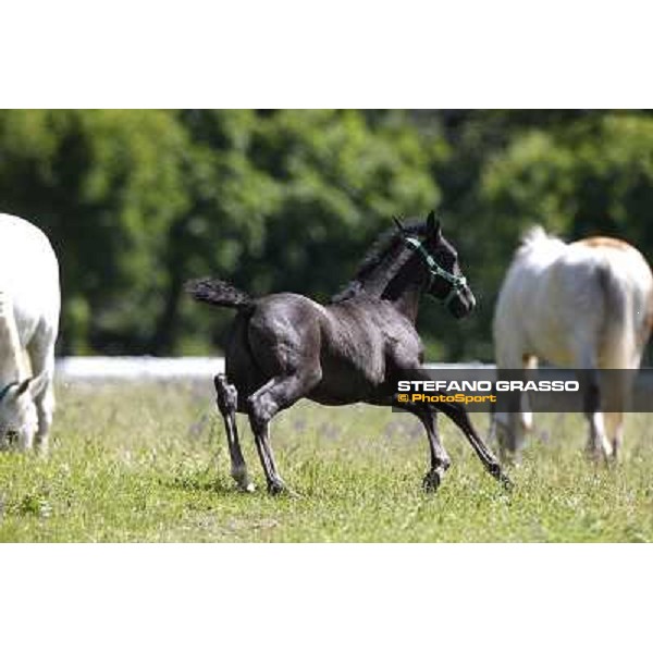 Foals and mares in the paddock at Lipica Lipica (SLO), 1st june 2010 ph.Stefano Grasso