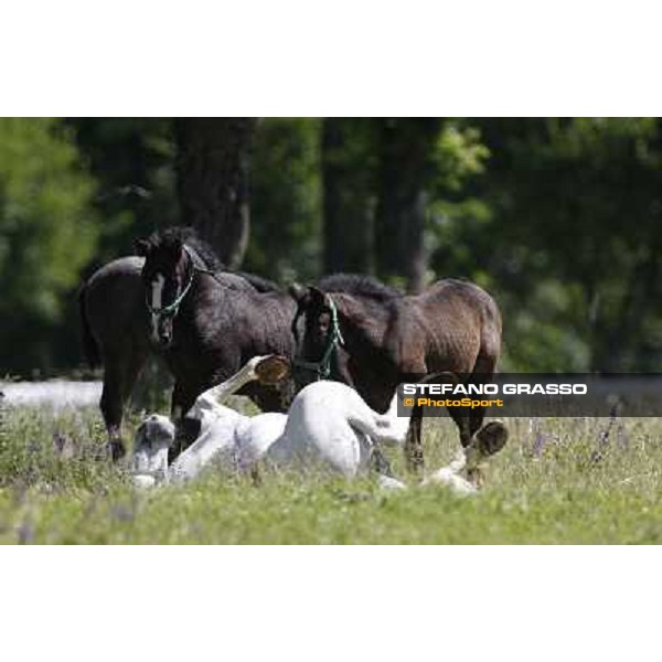 Foals and mares in the paddock at Lipica Lipica (SLO), 1st june 2010 ph.Stefano Grasso
