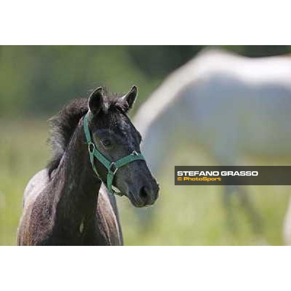 Foals and mares in the paddock at Lipica Lipica (SLO), 1st june 2010 ph.Stefano Grasso