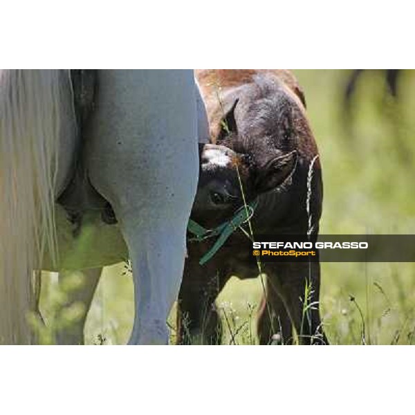 Foals and mares in the paddock at Lipica Lipica (SLO), 1st june 2010 ph.Stefano Grasso