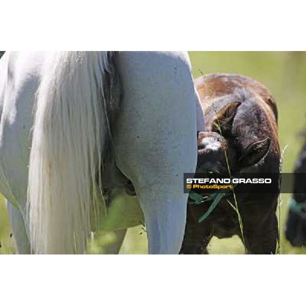 Foals and mares in the paddock at Lipica Lipica (SLO), 1st june 2010 ph.Stefano Grasso