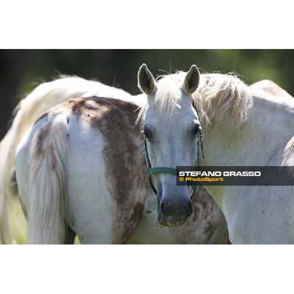 Foals and mares in the paddock at Lipica Lipica (SLO), 1st june 2010 ph.Stefano Grasso