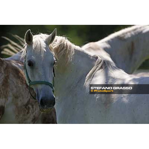 Foals and mares in the paddock at Lipica Lipica (SLO), 1st june 2010 ph.Stefano Grasso
