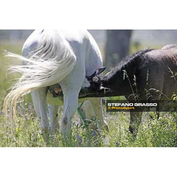 Foals and mares in the paddock at Lipica Lipica (SLO), 1st june 2010 ph.Stefano Grasso