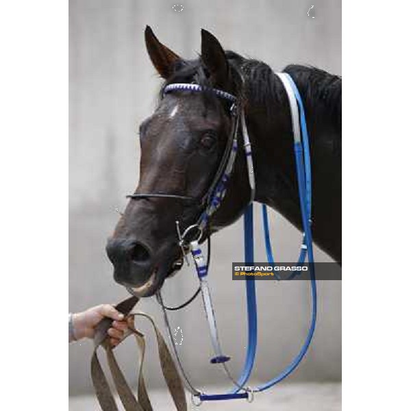 Frammassone winner of Gran Corsa Siepi d\' Italia Merano, 6th june 2010 ph. Stefano Grasso