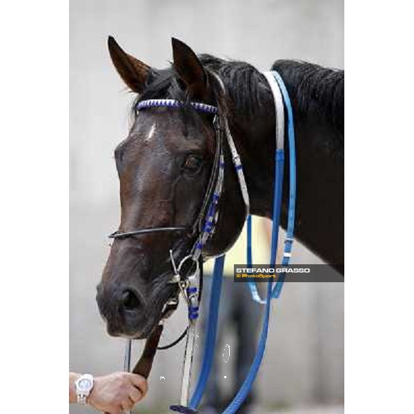 Frammassone winner of Gran Corsa Siepi d\' Italia Merano, 6th june 2010 ph. Stefano Grasso