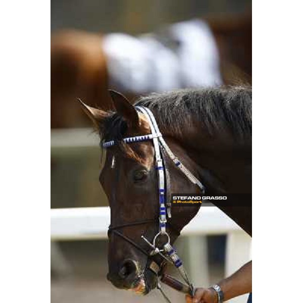 Frammassone winner of Gran Corsa Siepi d\' Italia Merano, 6th june 2010 ph. Stefano Grasso