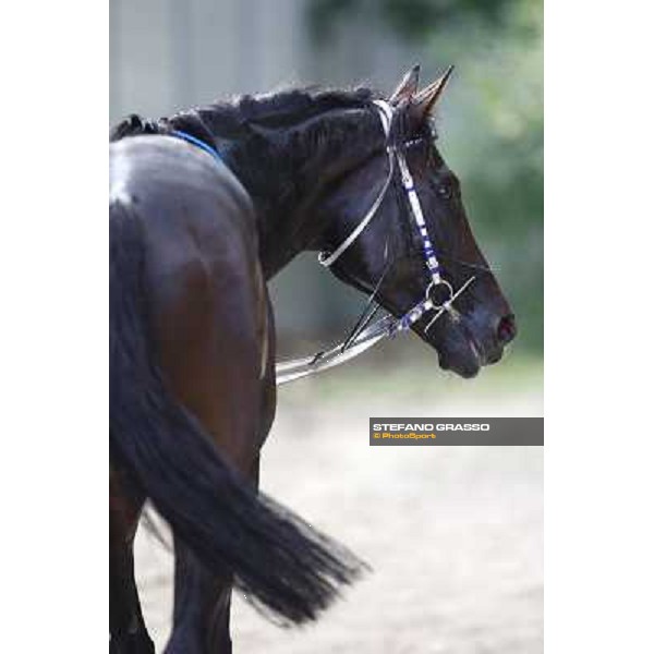 Frammassone after winning the Gran Corsa Siepi d\' Italia Merano, 6th june 2010 ph. Stefano Grasso