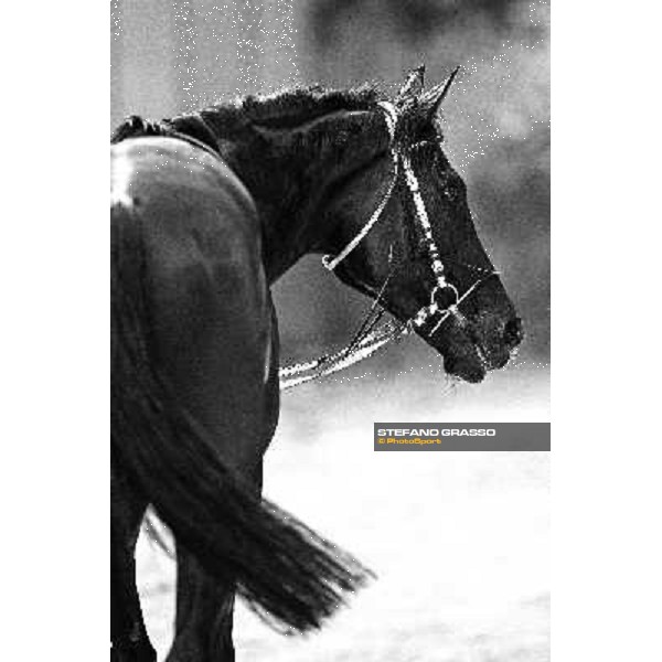 Frammassone returning home after winning the Gran Corsa Siepi d\' Italia Merano, 6th june 2010 ph. Stefano Grasso