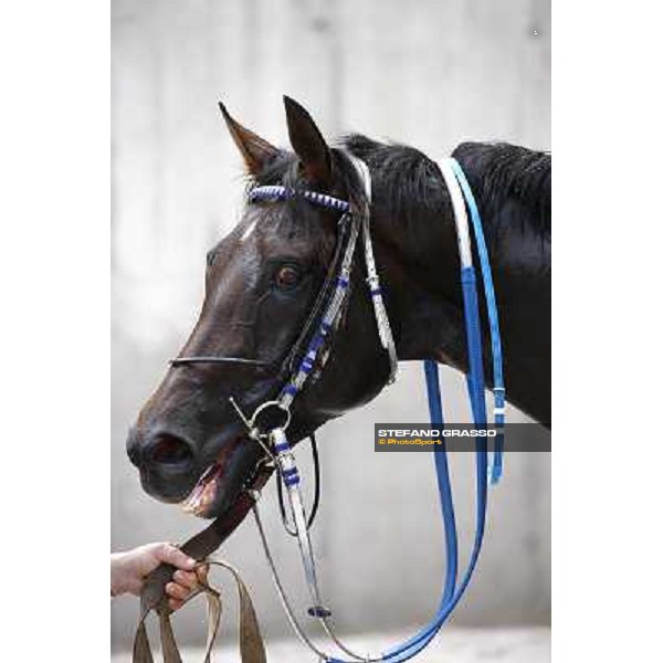 a close up for Frammassone winner of the Gran Corsa Siepi d\' Italia Merano, 6th june 2010 ph. Stefano Grasso