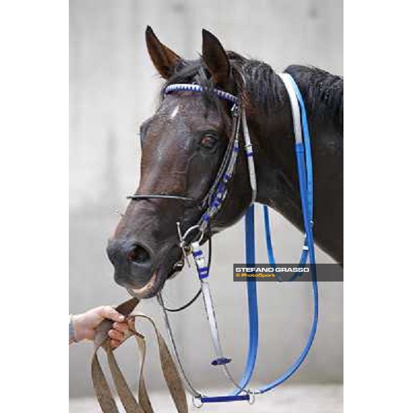 a close up for Frammassone winner of the Gran Corsa Siepi d\' Italia Merano, 6th june 2010 ph. Stefano Grasso