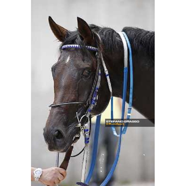 a close up for Frammassone winner of the Gran Corsa Siepi d\' Italia Merano, 6th june 2010 ph. Stefano Grasso