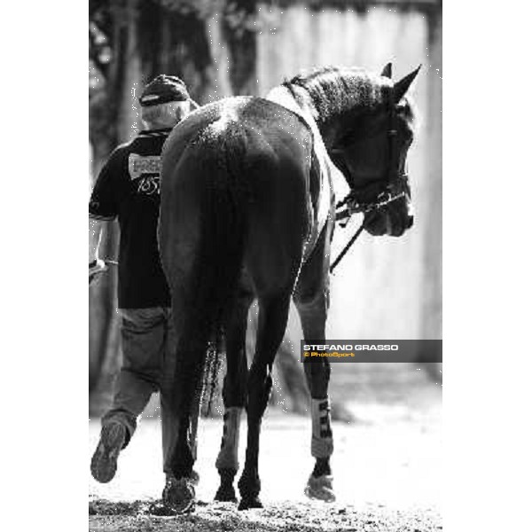 Gimmy before the Gran Corsa Siepi d\' Italia Merano, 6th june 2010 ph. Stefano Grasso