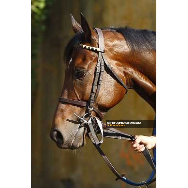 a close up for Gimmy before the Gran Corsa Siepi d\' Italia Merano, 6th june 2010 ph. Stefano Grasso