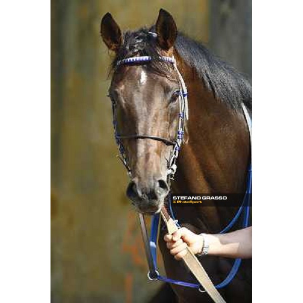 a close up for Frammassone winner of the Gran Corsa Siepi d\' Italia Merano, 6th june 2010 ph. Stefano Grasso